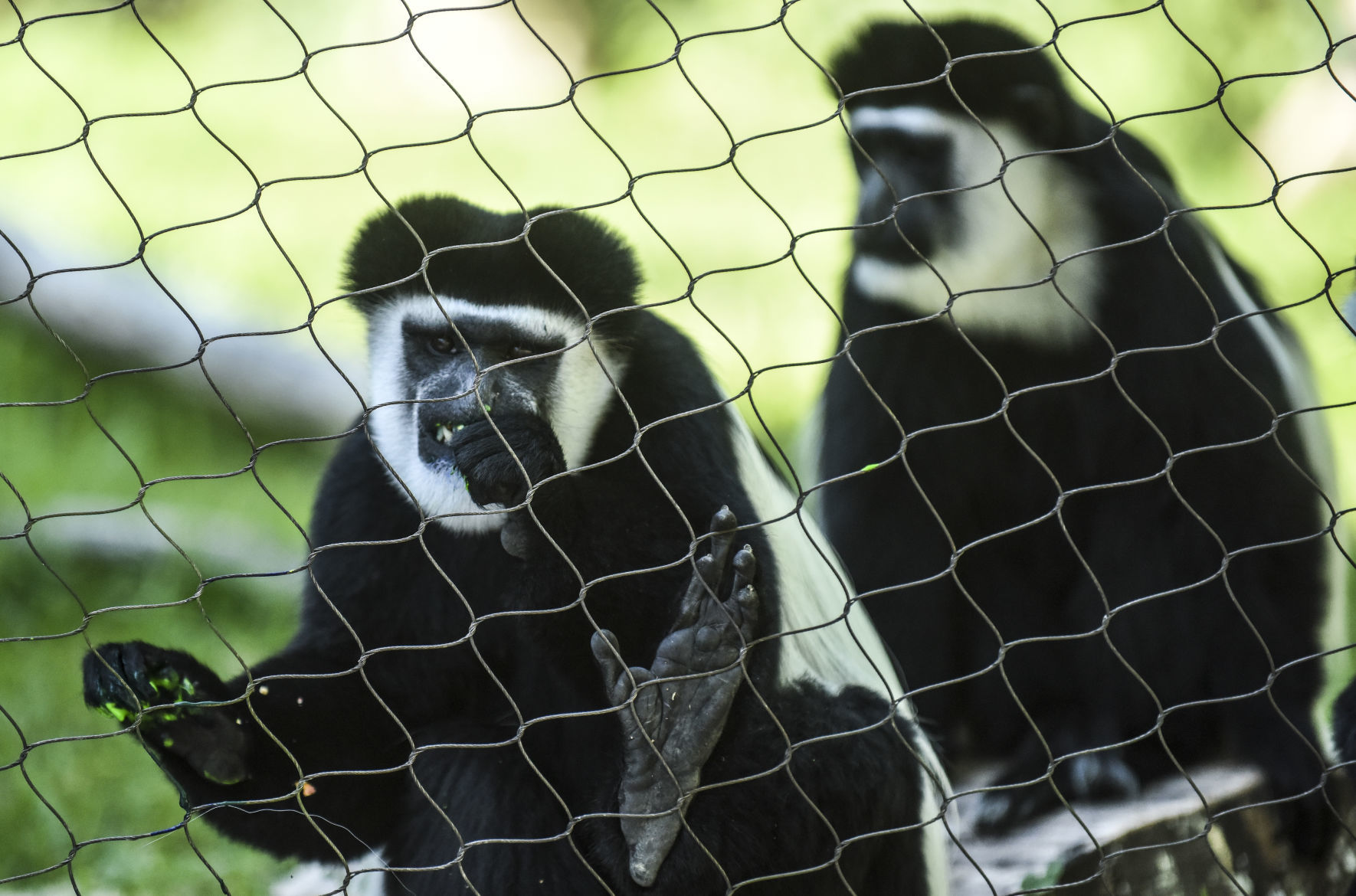 080919-mda-nws-monkey-09.jpg